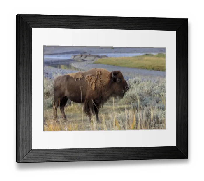 Framed Print : Bison in front of Yellowstone River. Yellowstone National Park. Wyoming Framed Print : Bison in front of Yellowstone River. Yellowstone National Park. Wyoming