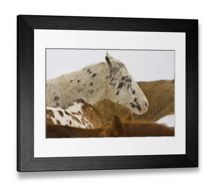 Framed Print : North America; USA; Wyoming; Shell; Big Horn Mountains; Horses in The Snow Framed Print : North America; USA; Wyoming; Shell; Big Horn Mountains; Horses in The Snow