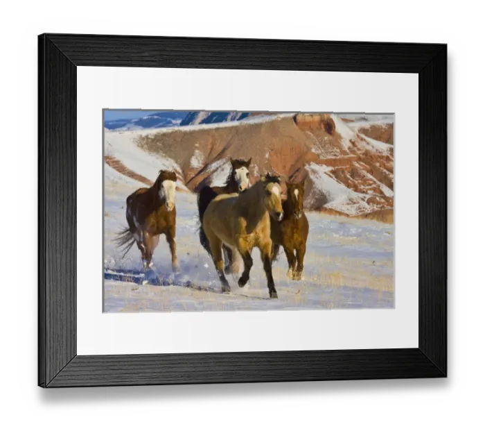 Framed Print : North America; USA; Wyoming; Shell; Big Horn Mountains; Horses Running in The Snow
