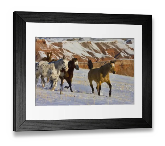 Framed Print : North America; USA; Wyoming; Shell; Big Horn Mountains; Horses Running in The Snow Framed Print : North America; USA; Wyoming; Shell; Big Horn Mountains; Horses Running in The Snow