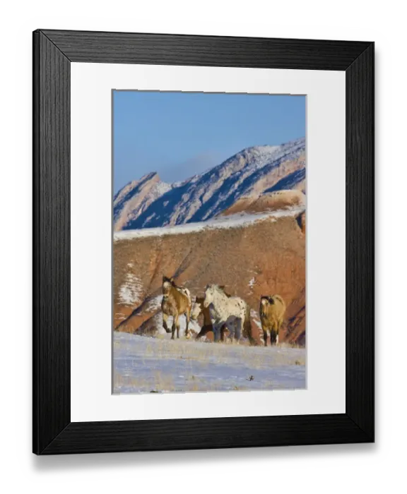 Framed Print : North America; USA; Wyoming; Shell; Big Horn Mountains; Horses Running in The Snow