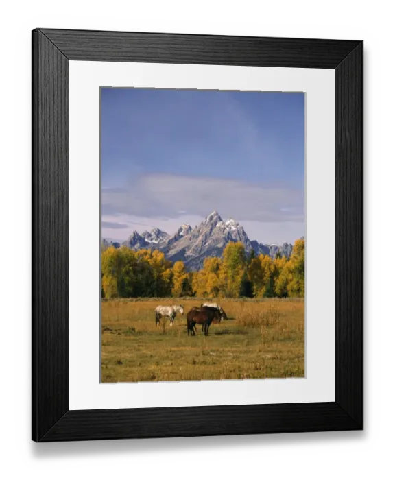 Framed Print : USA, Wyoming, Horses in Grand Teton National Park