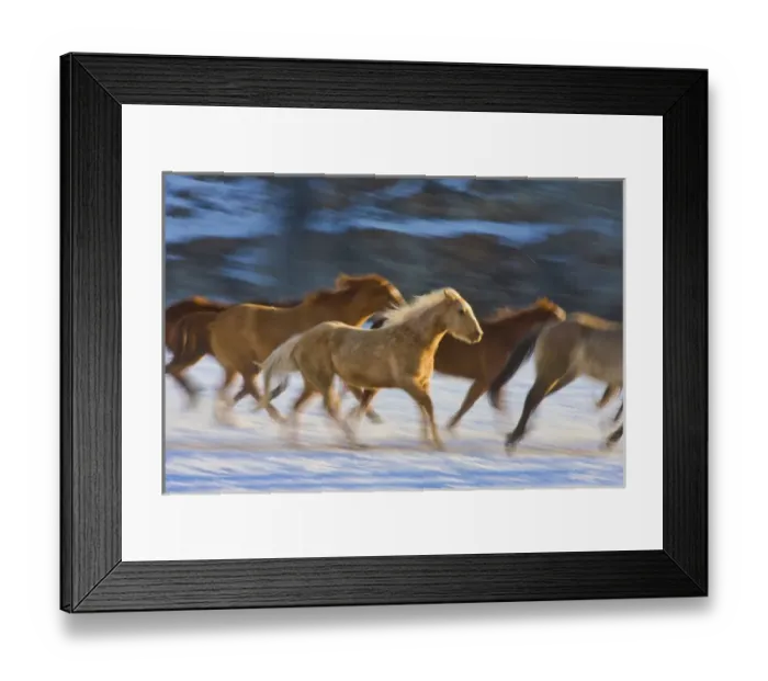 Framed Print : North America; USA; Wyoming; Shell; Big Horn Mountains; Horses running in The Snow Framed Print : North America; USA; Wyoming; Shell; Big Horn Mountains; Horses running in The Snow