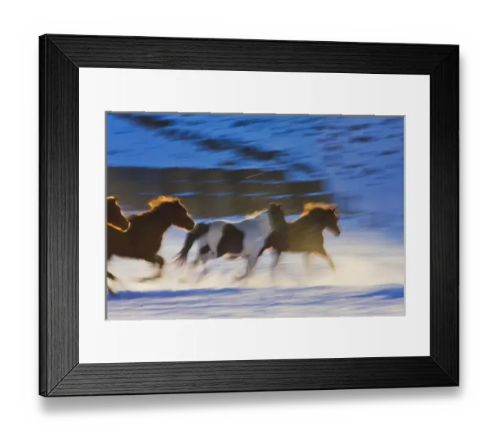 Framed Print : North America; USA; Wyoming; Shell; Big Horn Mountains; Horses Running with Motion Framed Print : North America; USA; Wyoming; Shell; Big Horn Mountains; Horses Running with Motion
