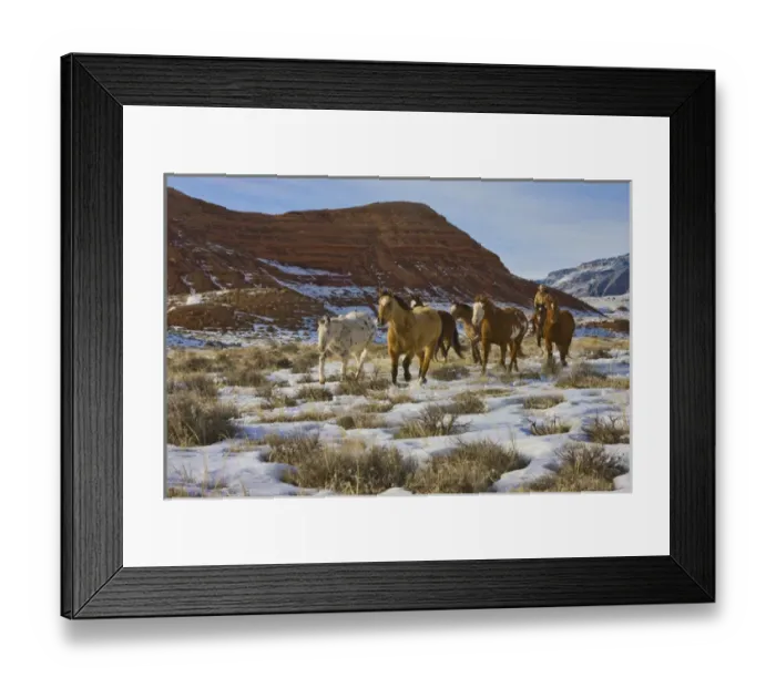 Framed Print : North America; USA; Wyoming; Shell; Big Horn Mountains; Horses Running in The Snow; (MR) Framed Print : North America; USA; Wyoming; Shell; Big Horn Mountains; Horses Running in The Snow; (MR)
