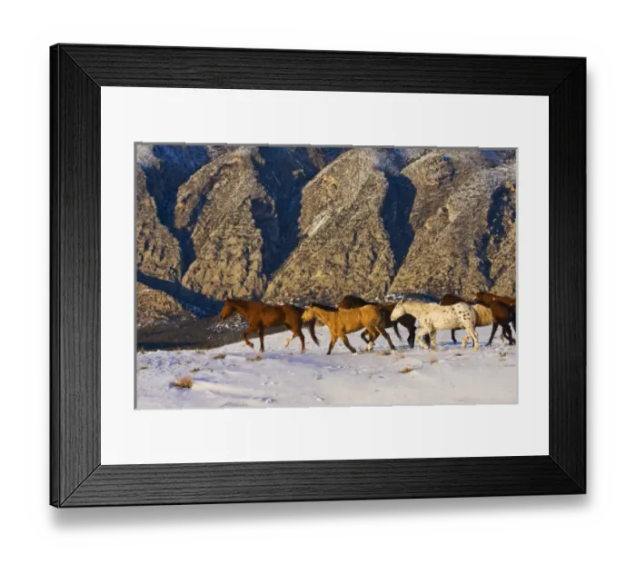 Framed Print : North America; USA; Wyoming; Shell; Big Horn Mountains; Horses Running in the Snow