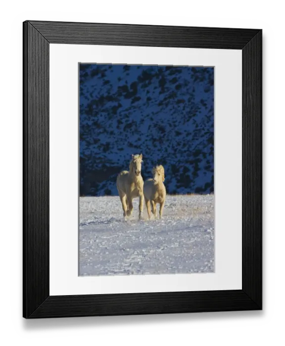 Framed Print : North America; USA; Wyoming; Shell; Big Horn Mountains; Horses Running in the Snow Framed Print : North America; USA; Wyoming; Shell; Big Horn Mountains; Horses Running in the Snow