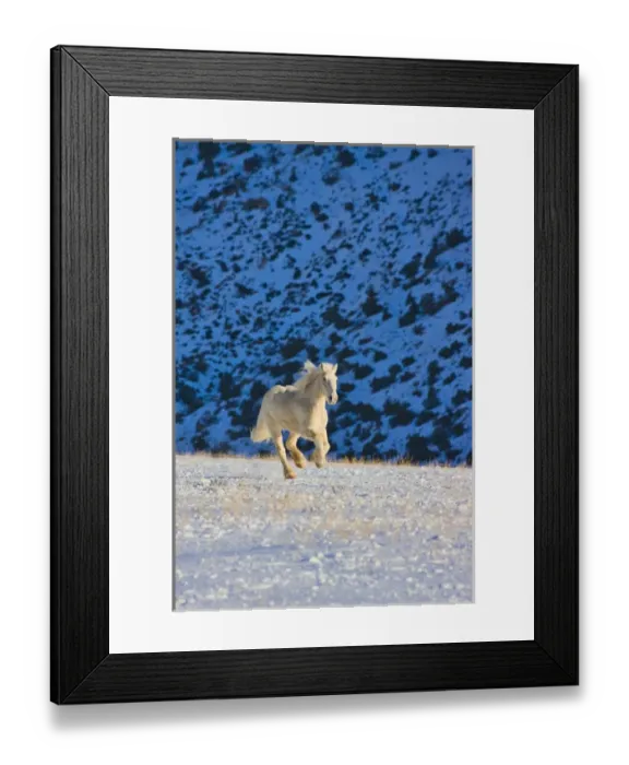 Framed Print : North America; USA; Wyoming; Shell; Big Horn Mountains; Horse Running in the Snow Framed Print : North America; USA; Wyoming; Shell; Big Horn Mountains; Horse Running in the Snow