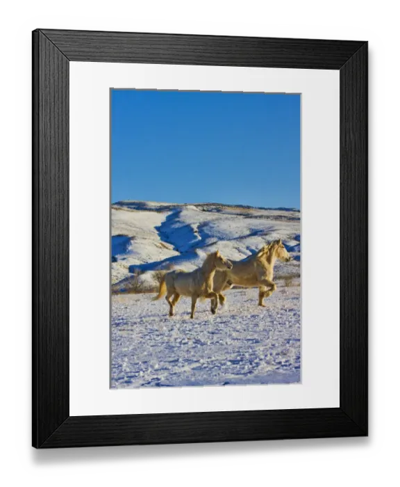 Framed Print : North America; USA; Wyoming; Shell; Big Horn Mountains; Horses running in The Snow Framed Print : North America; USA; Wyoming; Shell; Big Horn Mountains; Horses running in The Snow