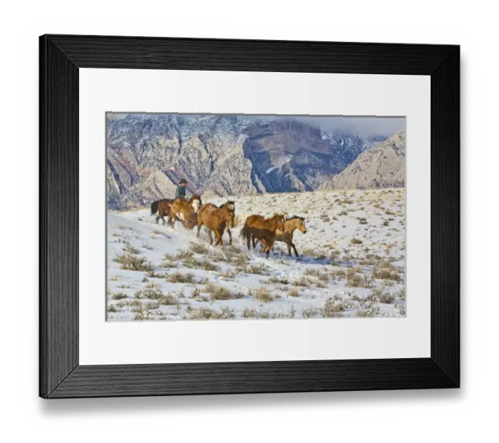 Framed Print : North America; USA, Wyoming; Shell, Big Horn Mountains: Horse Drive Through the Snow