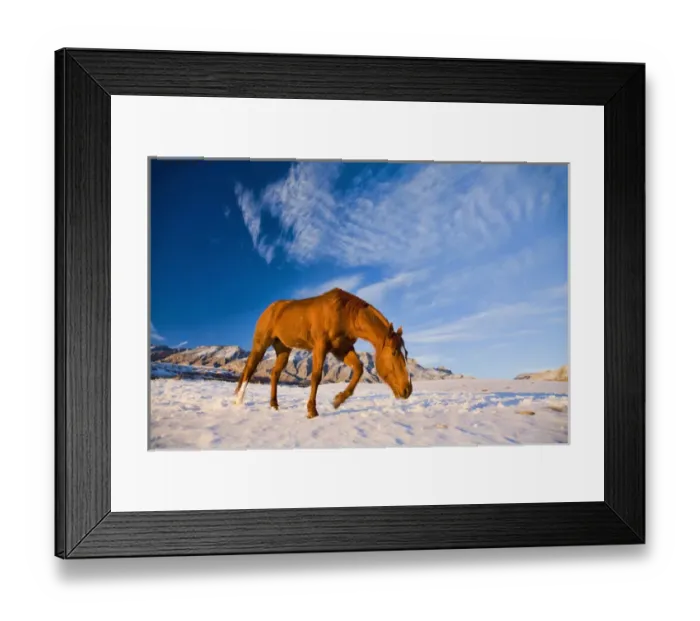 Framed Print : North America; USA; Wyoming; Shell; Horse Running in Snow Framed Print : North America; USA; Wyoming; Shell; Horse Running in Snow