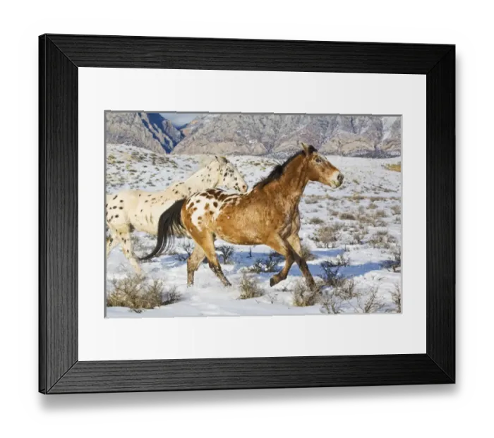 Framed Print : North America; USA; Wyoming; Shell; Big Horn Mountains; Horses Running in the Snow