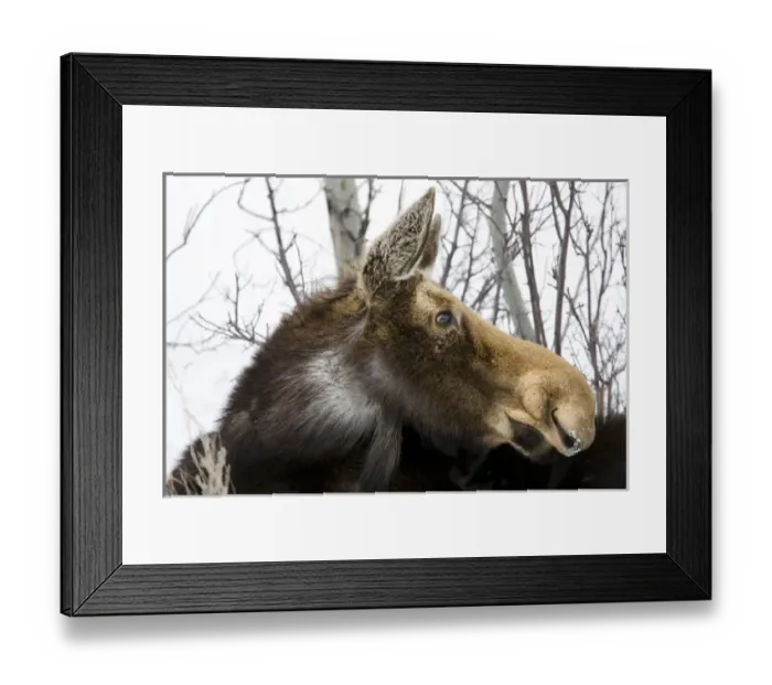 Framed Print : Moose at Grand Teton National Park, Wyoming, US Framed Print : Moose at Grand Teton National Park, Wyoming, US