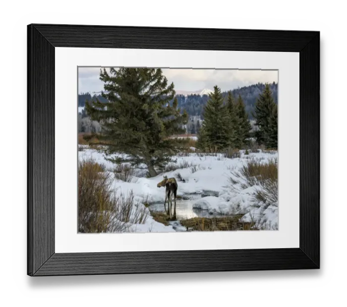 Framed Print : Moose at Grand Teton National Park, Wyoming, US Framed Print : Moose at Grand Teton National Park, Wyoming, US