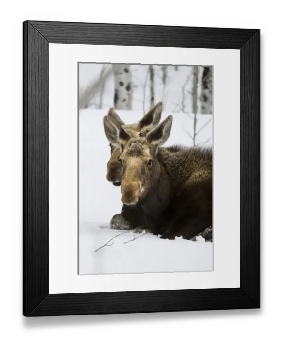 Framed Print : Moose at Grand Teton National Park, Wyoming, US Framed Print : Moose at Grand Teton National Park, Wyoming, US