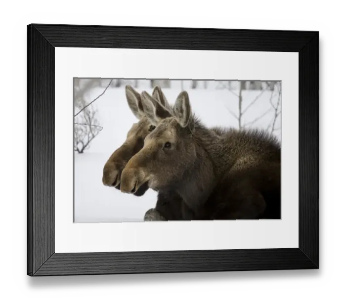 Framed Print : Moose at Grand Teton National Park, Wyoming, US Framed Print : Moose at Grand Teton National Park, Wyoming, US