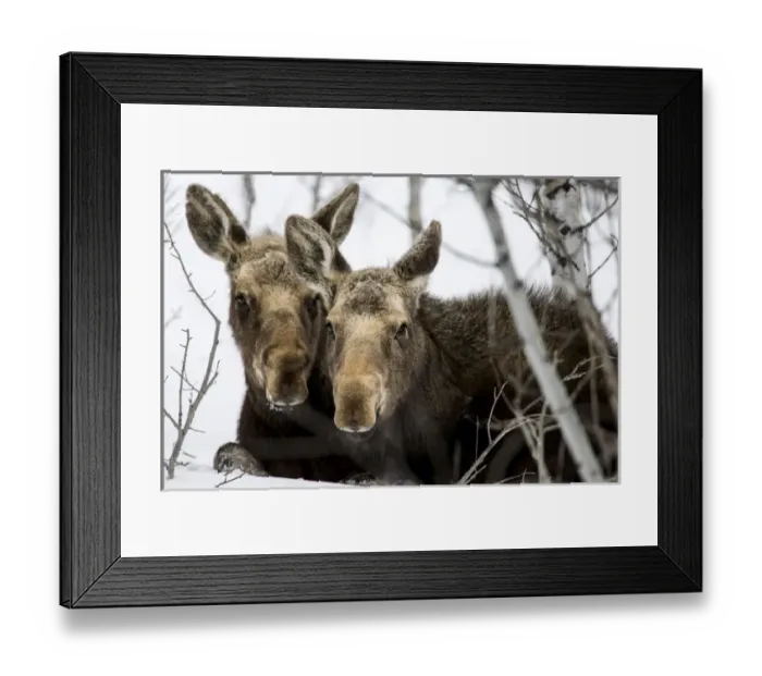 Framed Print : Moose at Grand Teton National Park, Wyoming, US