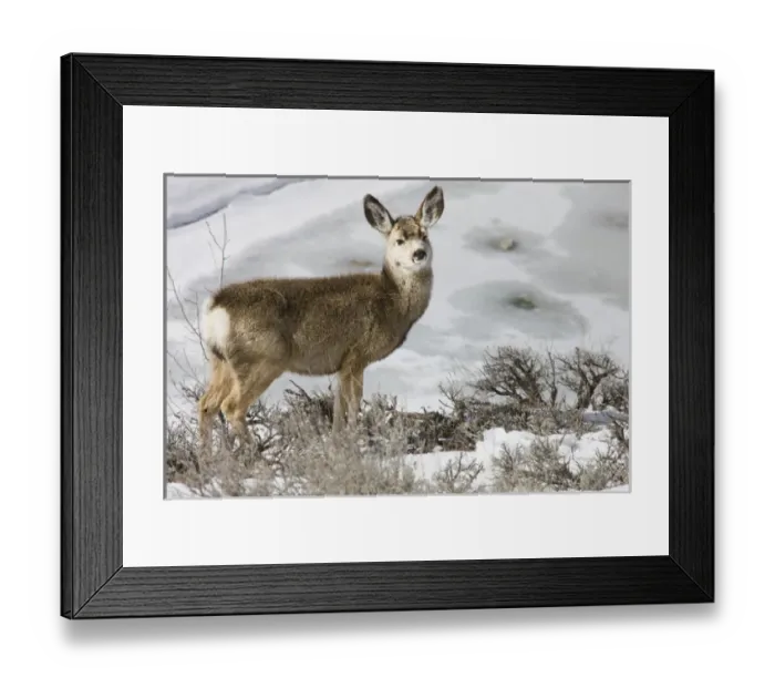 Framed Print : Mule Deer in Grand Teton National Park, Wyoming, US