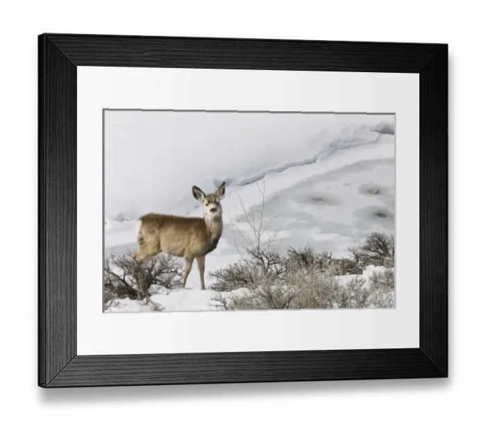 Framed Print : Mule Deer in Grand Teton National Park, Wyoming, US