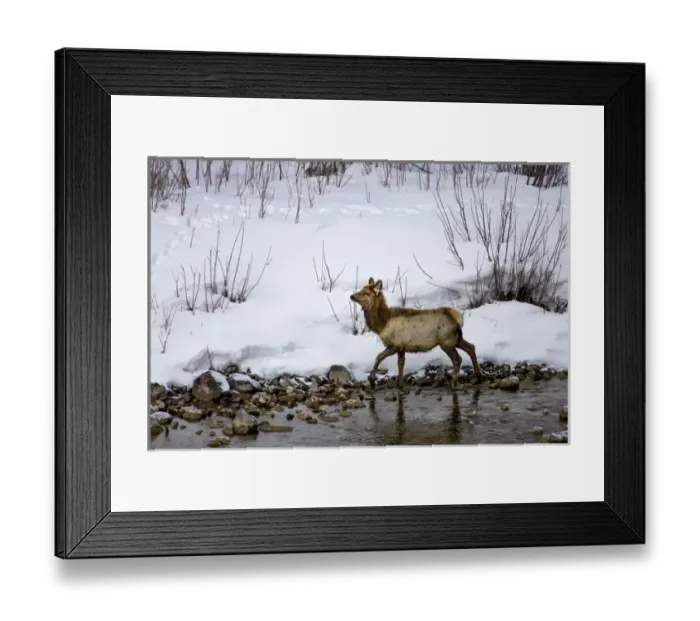 Framed Print : Mule Deer in Grand Teton National Park, Wyoming, US Framed Print : Mule Deer in Grand Teton National Park, Wyoming, US