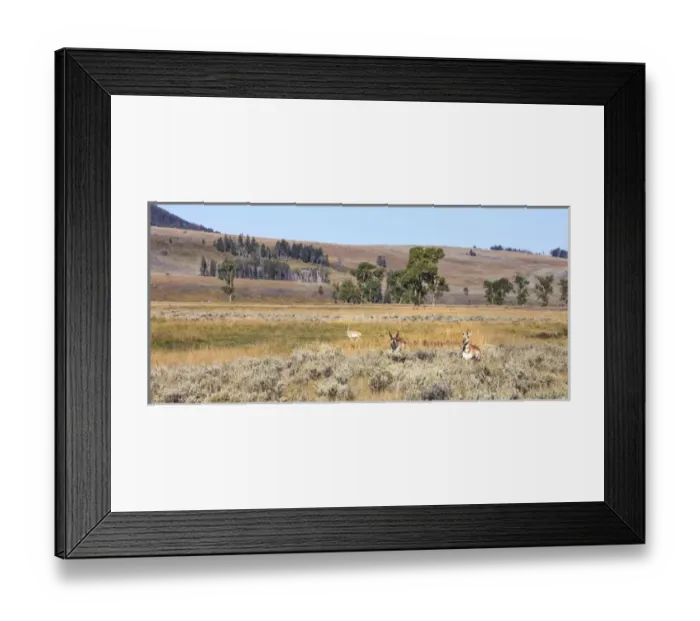 Framed Print : Prong Horn antelopes. Yellowstone National Park, Wyoming, US Framed Print : Prong Horn antelopes. Yellowstone National Park, Wyoming, US
