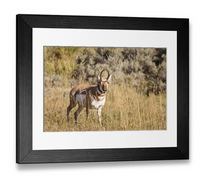 Framed Print : Prong Horn antelopes. Yellowstone National Park, Wyoming, US