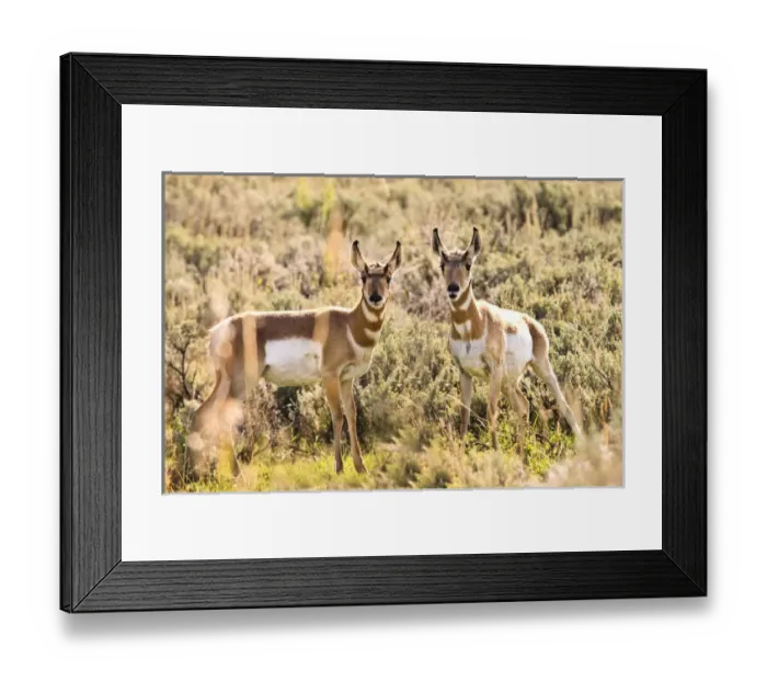 Framed Print : Prong Horn antelopes. Yellowstone National Park, Wyoming, US Framed Print : Prong Horn antelopes. Yellowstone National Park, Wyoming, US