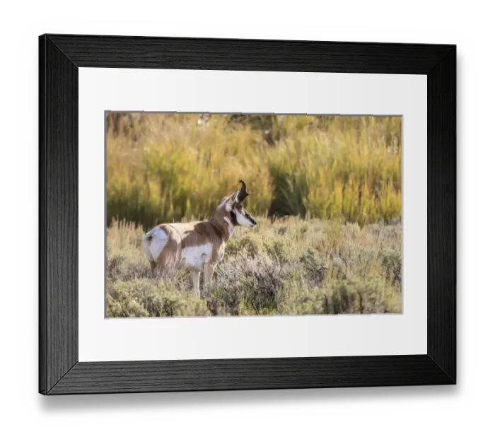 Framed Print : Prong Horn antelopes. Yellowstone National Park, Wyoming, US Framed Print : Prong Horn antelopes. Yellowstone National Park, Wyoming, US