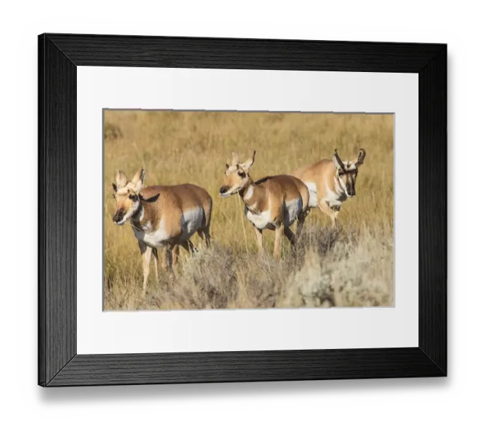 Framed Print : Prong Horn antelopes. Yellowstone National Park, Wyoming, US Framed Print : Prong Horn antelopes. Yellowstone National Park, Wyoming, US