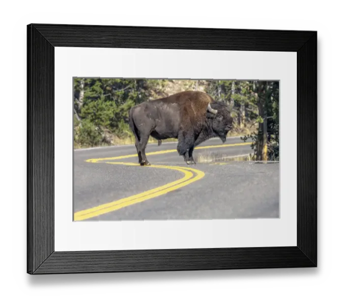 Framed Print : Bison on road. Yellowstone National Park Wyoming Framed Print : Bison on road. Yellowstone National Park Wyoming