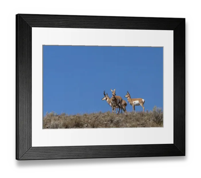 Framed Print : Norway, Svalbard, Edgeoya Island, Reindeer (Rangifer tarandus) feeding on lichens Framed Print : Norway, Svalbard, Edgeoya Island, Reindeer (Rangifer tarandus) feeding on lichens