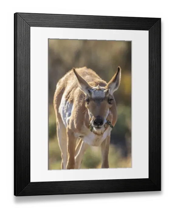 Framed Print : Pronghorn. Yellowstone National Park. Wyoming Framed Print : Pronghorn. Yellowstone National Park. Wyoming