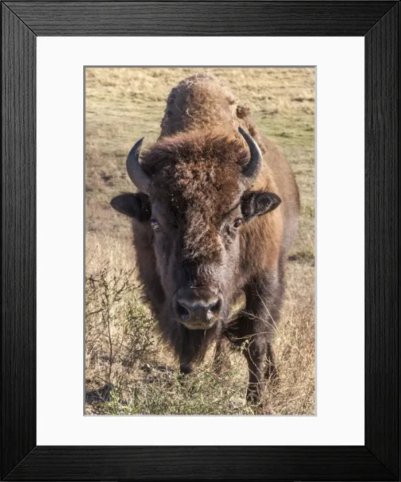 Framed Print : Bison. Yellowstone National Park Wyoming
