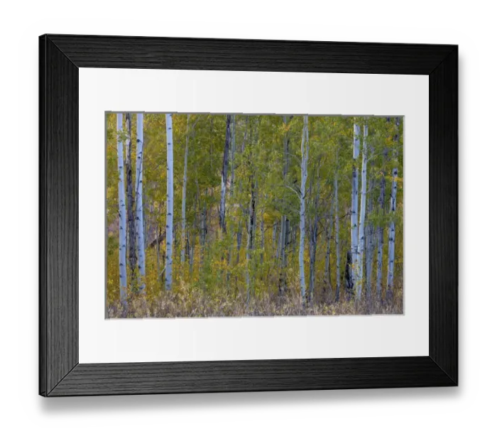 Framed Print : Aspen in autumn. Grand Teton National Park. Wyoming Framed Print : Aspen in autumn. Grand Teton National Park. Wyoming