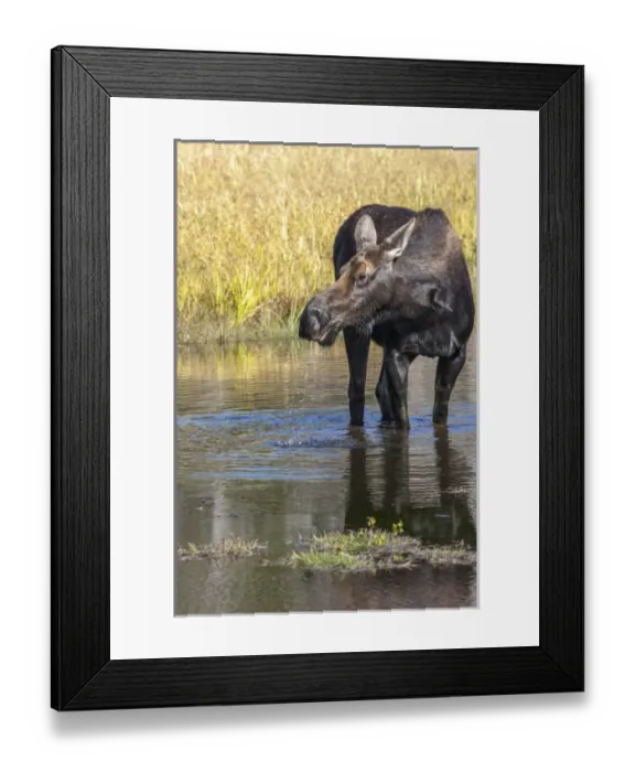 Framed Print : Moose in watering hole. Grand Teton National Park. Wyoming Framed Print : Moose in watering hole. Grand Teton National Park. Wyoming