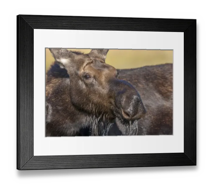 Framed Print : Moose in watering hole. Grand Teton National Park. Wyoming Framed Print : Moose in watering hole. Grand Teton National Park. Wyoming