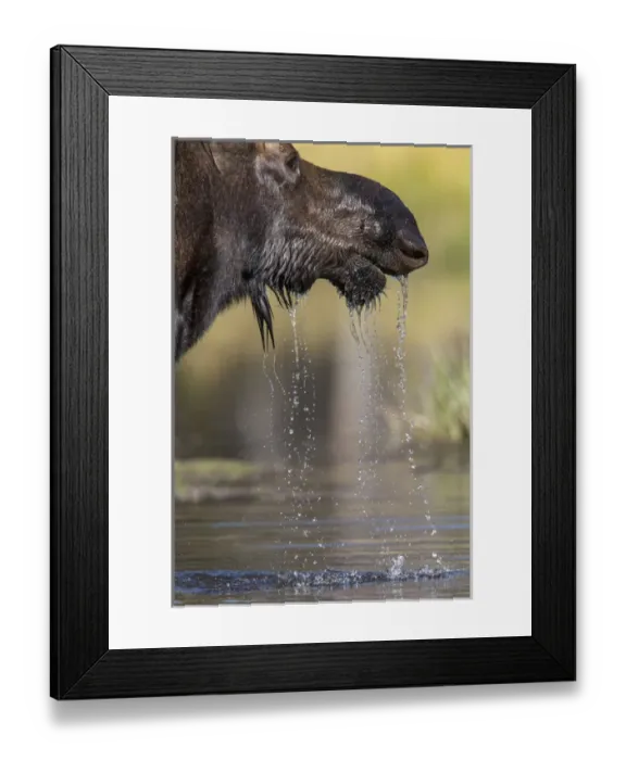 Framed Print : Moose in watering hole. Grand Teton National Park. Wyoming Framed Print : Moose in watering hole. Grand Teton National Park. Wyoming