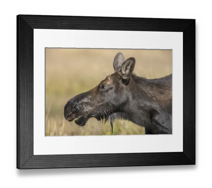 Framed Print : Moose in watering hole. Grand Teton National Park. Wyoming Framed Print : Moose in watering hole. Grand Teton National Park. Wyoming