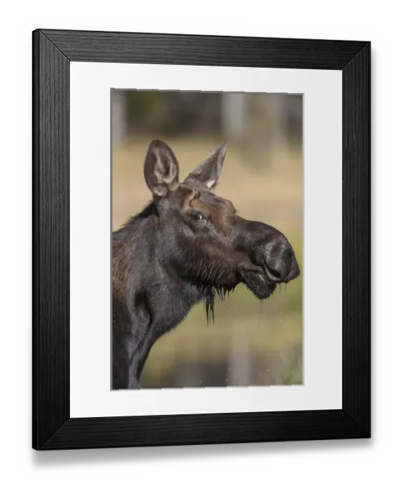 Framed Print : Moose in watering hole. Grand Teton National Park. Wyoming Framed Print : Moose in watering hole. Grand Teton National Park. Wyoming