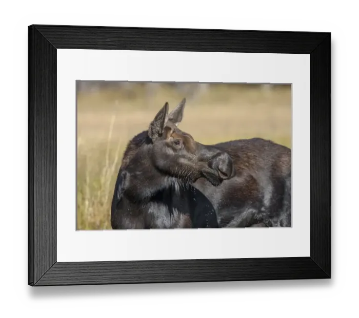 Framed Print : Moose in watering hole. Grand Teton National Park. Wyoming Framed Print : Moose in watering hole. Grand Teton National Park. Wyoming