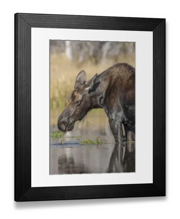 Framed Print : Moose in watering hole. Grand Teton National Park. Wyoming Framed Print : Moose in watering hole. Grand Teton National Park. Wyoming