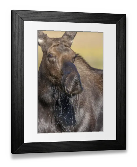 Framed Print : Moose in watering hole. Grand Teton National Park. Wyoming Framed Print : Moose in watering hole. Grand Teton National Park. Wyoming