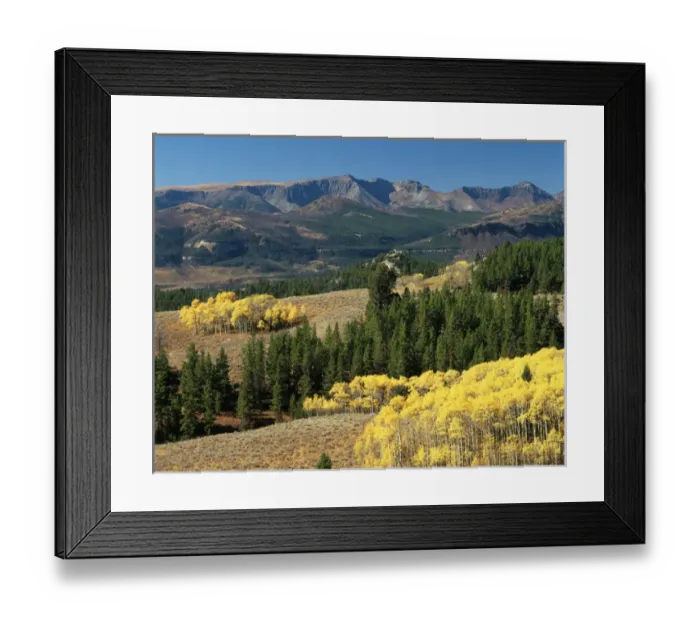 Framed Print : USA, Wyoming, Beartooth Highway, Colter Pass, Autumn trees with mountains in background Framed Print : USA, Wyoming, Beartooth Highway, Colter Pass, Autumn trees with mountains in background