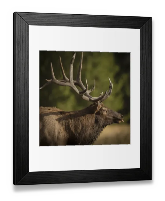 Framed Print : Mud covered antlers on a Rocky mountain bull elk in full rutting behavior, Cervus elaphus Framed Print : Mud covered antlers on a Rocky mountain bull elk in full rutting behavior, Cervus elaphus