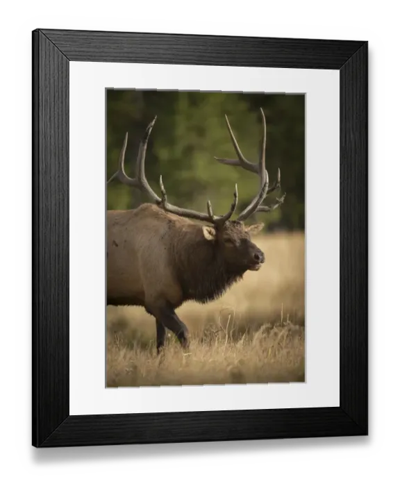 Framed Print : Mud covered antlers on a Rocky mountain bull elk in rut, Cervus elaphus, Madison River Framed Print : Mud covered antlers on a Rocky mountain bull elk in rut, Cervus elaphus, Madison River