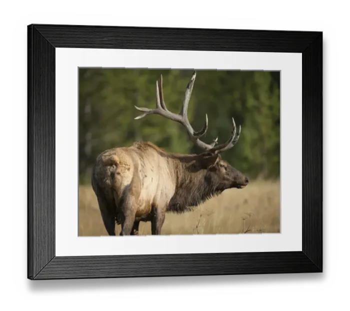 Framed Print : Mud covered antlers on a Rocky mountain bull elk in full rut, Cervus elaphus, Madison River Framed Print : Mud covered antlers on a Rocky mountain bull elk in full rut, Cervus elaphus, Madison River