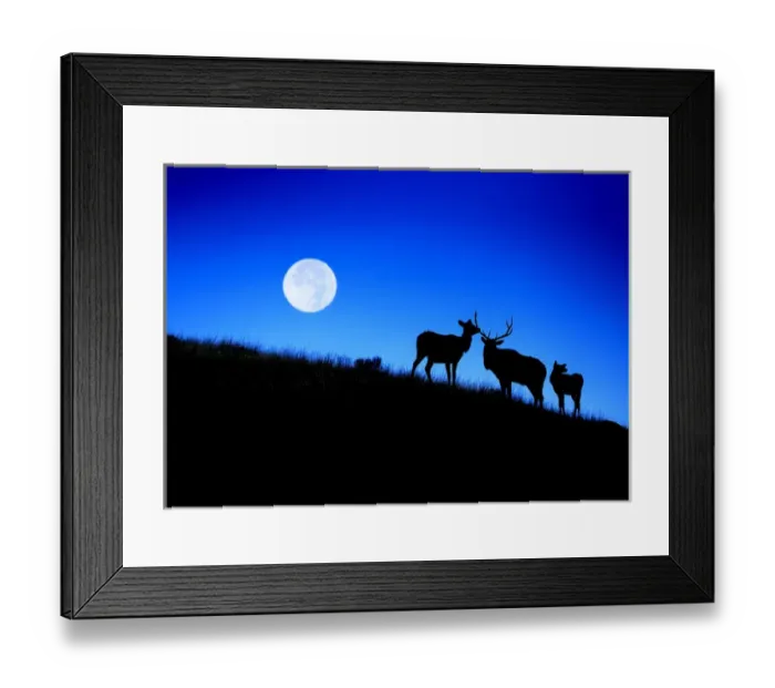 Framed Print : Full Moon, Super Moon, Rocky mountain bull elk with harem, Cervus elaphus, Yellowstone National Park Framed Print : Full Moon, Super Moon, Rocky mountain bull elk with harem, Cervus elaphus, Yellowstone National Park