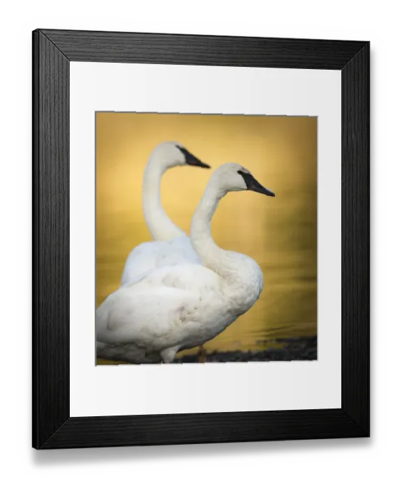 Framed Print : Trumpeter Swans, Cygnus buccinator, reintroduced to the Yellowstone basin, Yellowstone NP Framed Print : Trumpeter Swans, Cygnus buccinator, reintroduced to the Yellowstone basin, Yellowstone NP