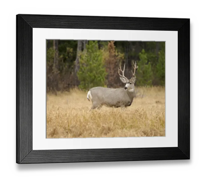 Framed Print : Rocky mountain mule deer buck on a rainy fall day, Odocoileus hemionus, Signal Mountain