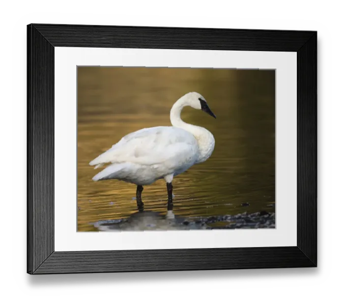 Framed Print : Trumpeter Swan preening, Cygnus buccinator, reintroduced to the Yellowstone basin Framed Print : Trumpeter Swan preening, Cygnus buccinator, reintroduced to the Yellowstone basin
